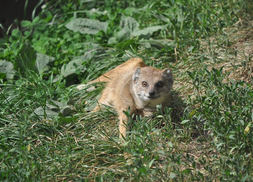 ZOOTOGRAFIANDO (MI COLECCIÓN DE FOTOS DE ANIMALES) MANGOSTA AMARILLA / YELLOW MONGOOSE
