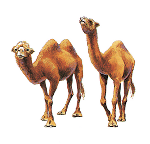 Tafseera7lam تفسير الجمل في الحلم