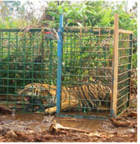 Sumatran tiger - human conflict in Berbk NP