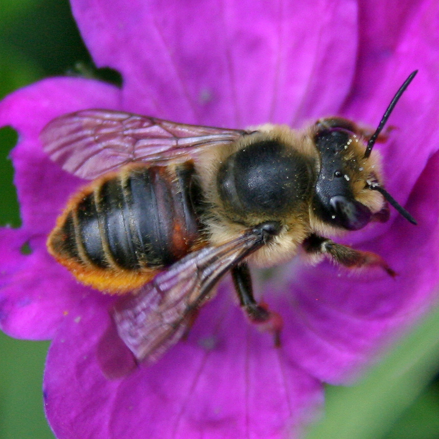 twenty pound tabby More Colorado Native Bees