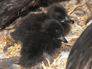 eight acres: getting started with ducks