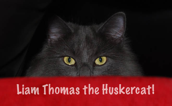 Liam Tommy the Huskercat