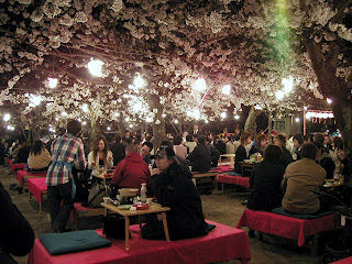 Foto-Foto Bunga Sakura 2014