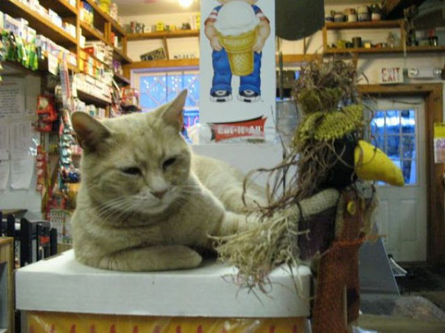 Stubbs is a cat and a mayor of Talkeetna, mayor stubbs, cat mayor, mayor of talkeetna