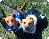 Dollar Store Dog Costumes