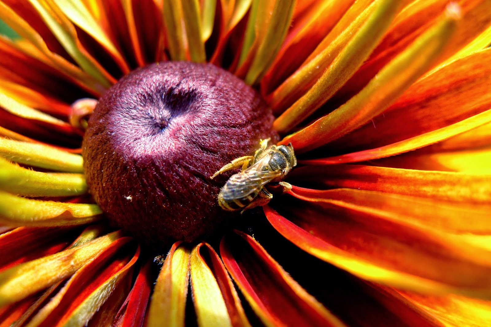Honey Bee on Rudbeckia, pollinators, urban farming