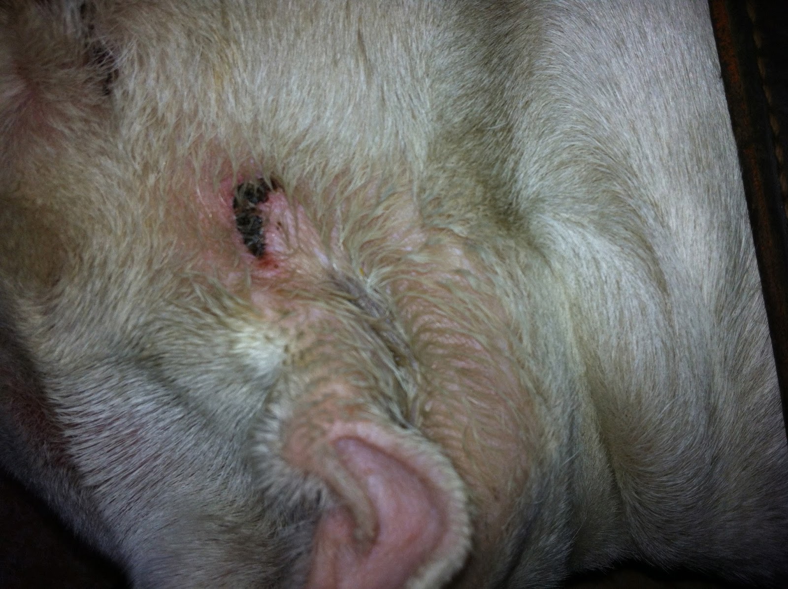 Prävention+ Heilung Hilfe, mein Hund juckt sich den ganzen Tag