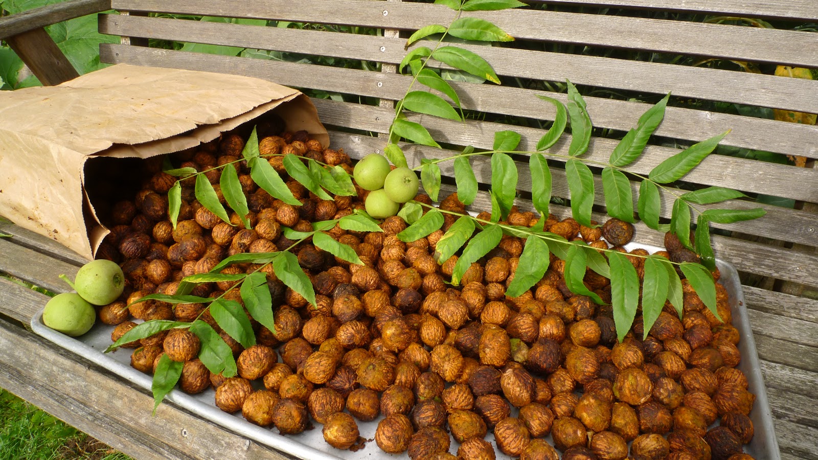 Wild Harvests Black Walnut