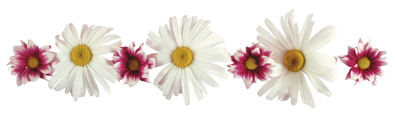 КЛИПАРТ РОМАШКОВОЕ ЛЕТО. Комментарии : Блоги на КП-Украина