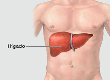 HIGADO DEL CUERPO HUMANO Dibujo higado del cuerpo humano - Donde está ubicado en nuestro cuerpo