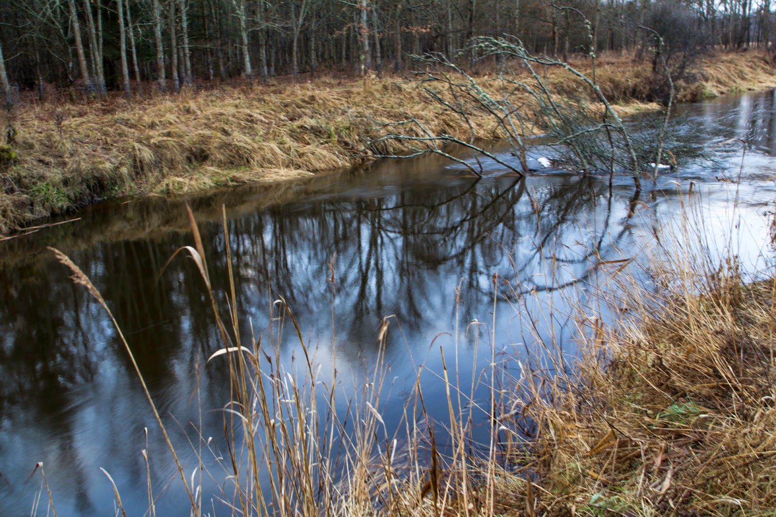 Gwiazdka w Puszczy - Ania w Podróży