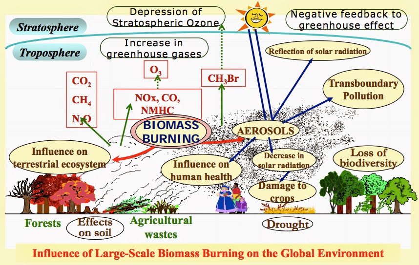 The Haze In Southeast Asia Environmental Impacts Of Haze Pollution