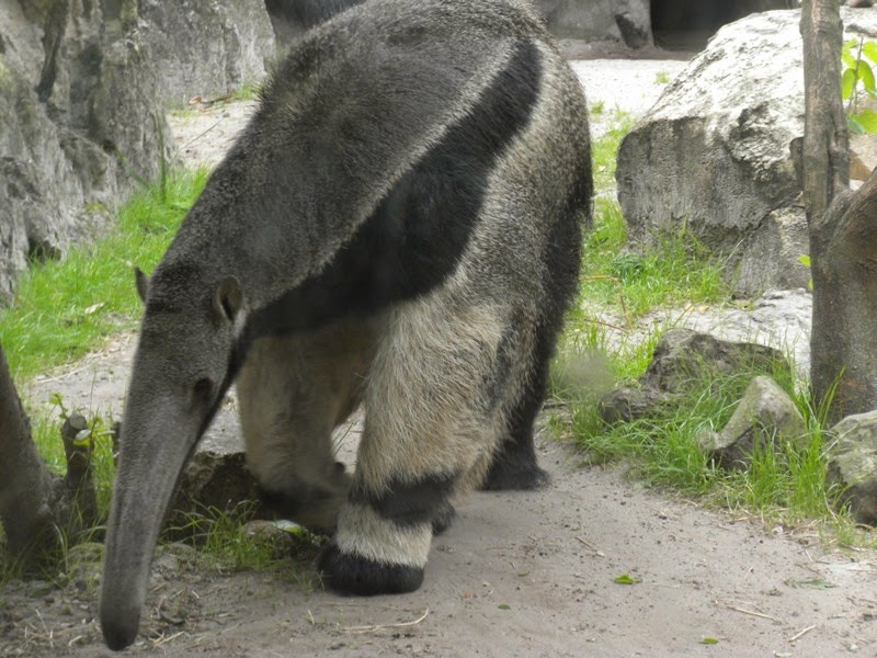 The Zoo Review Zoo Review Jacksonville Zoo and Gardens