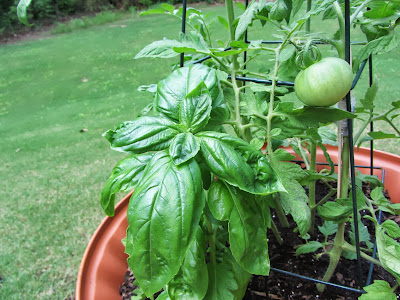 Gardening with Bobbins of Basil | bobbinsofbasil.blogspot.com