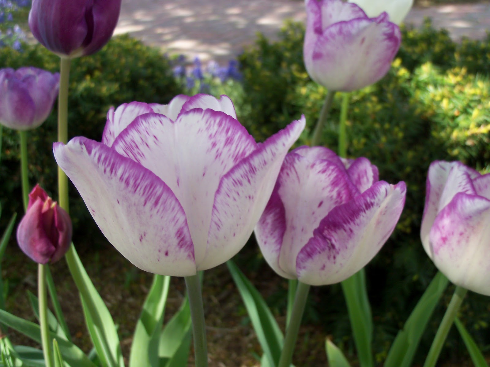 Beyond The Garden Gate Tulips are special!