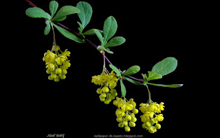 http://wallpaper-4k-tapety.blogspot.com/2015/03/berberys-zwyczajny-kwiaty-berberis.html