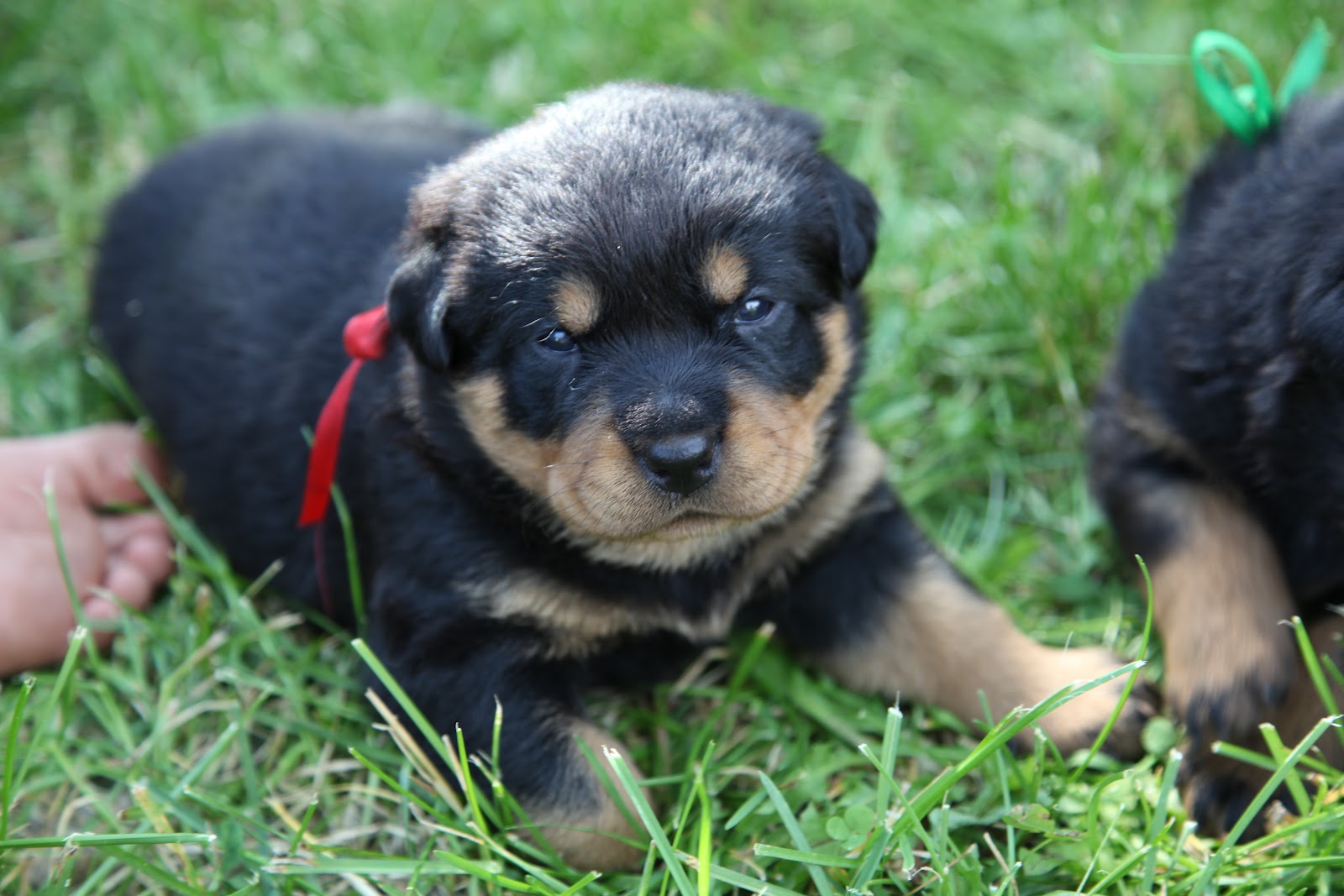 Tales Of An Extraordinary Life More Absolute's Pink & Red Rottweiler
