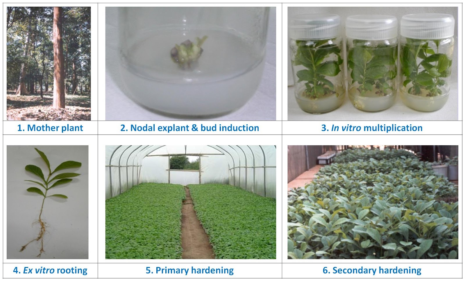 Tissue culture teak Tissue culture teak knowledge centre