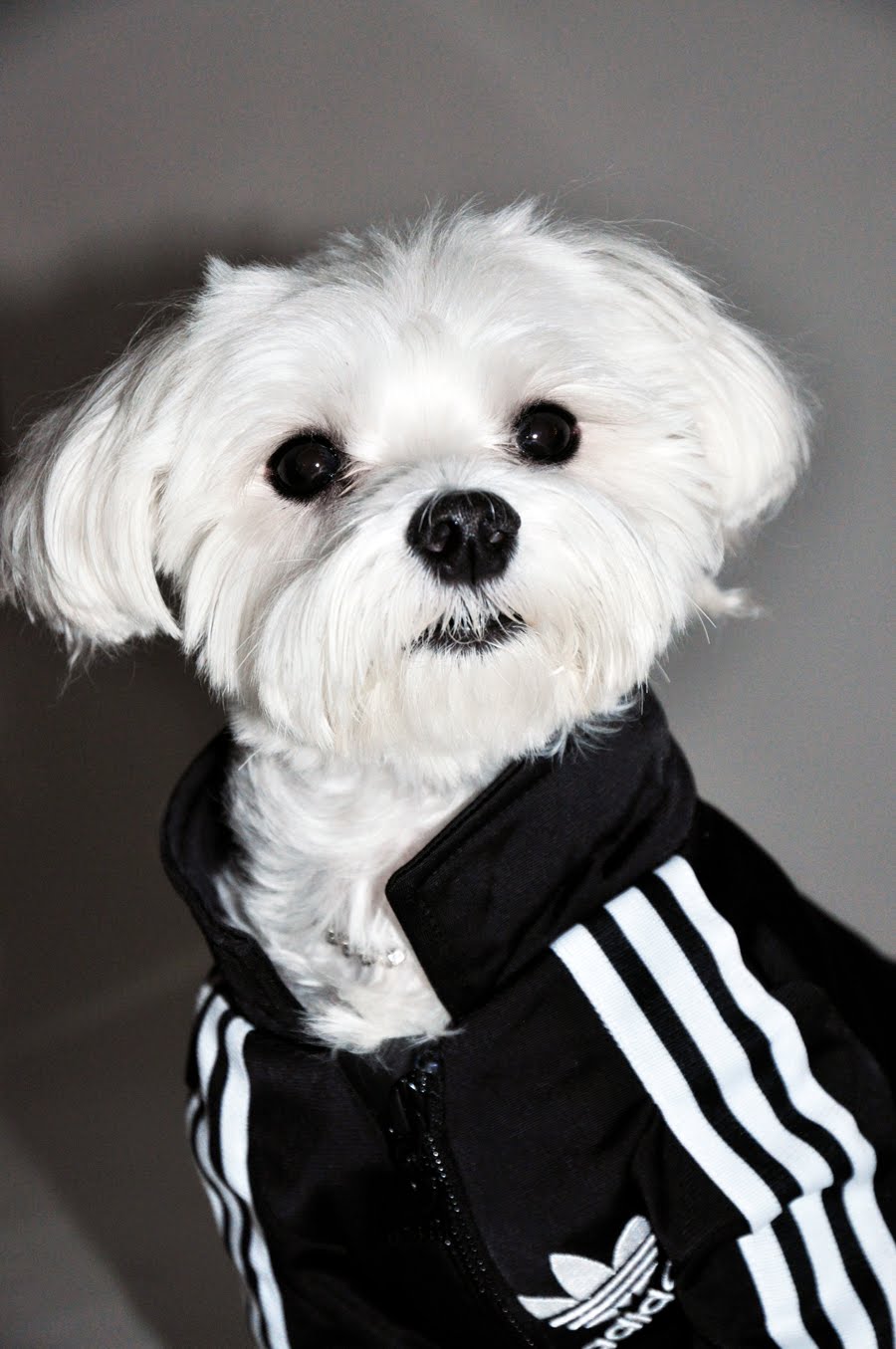 dog adidas suit