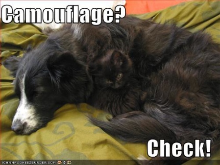 juste pour rires - Page 4 Funny+dogs+and+cats+(3)