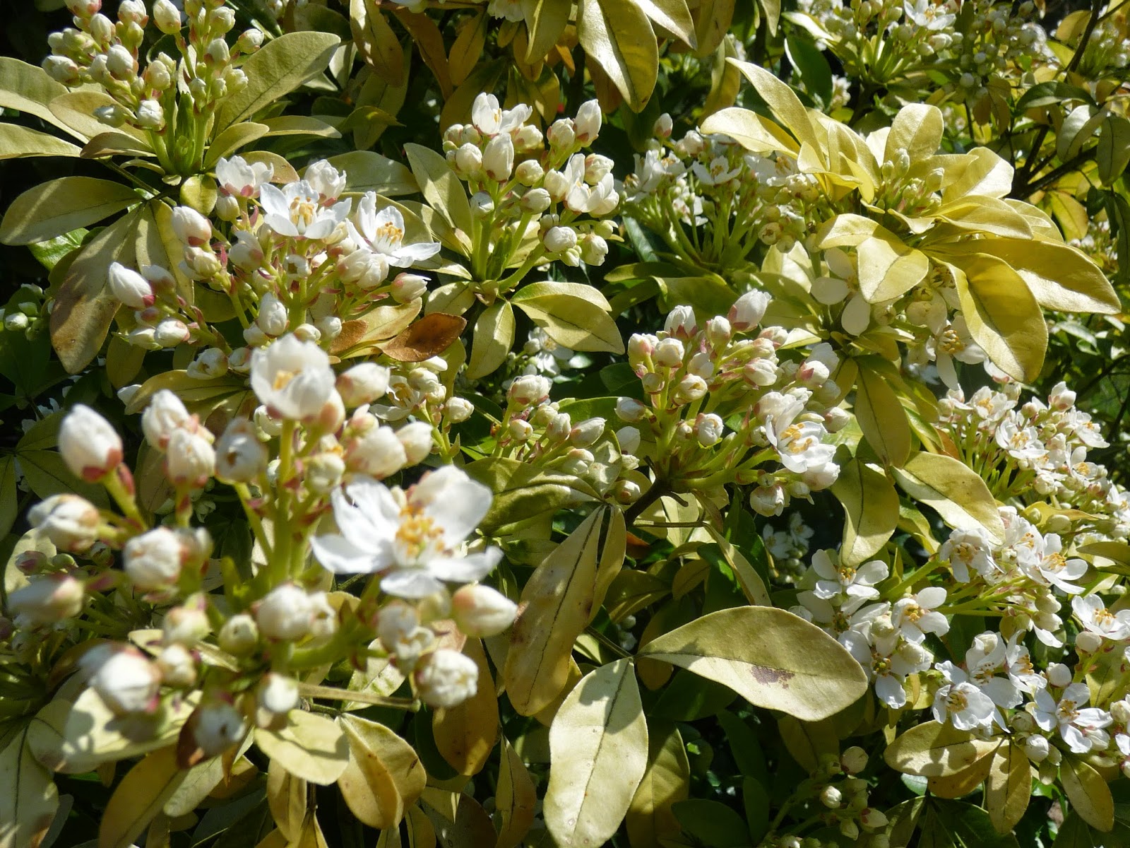 Le Choisya Oranger Du Mexique Fam Rutacees