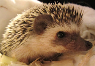 Hedgehog As Pets