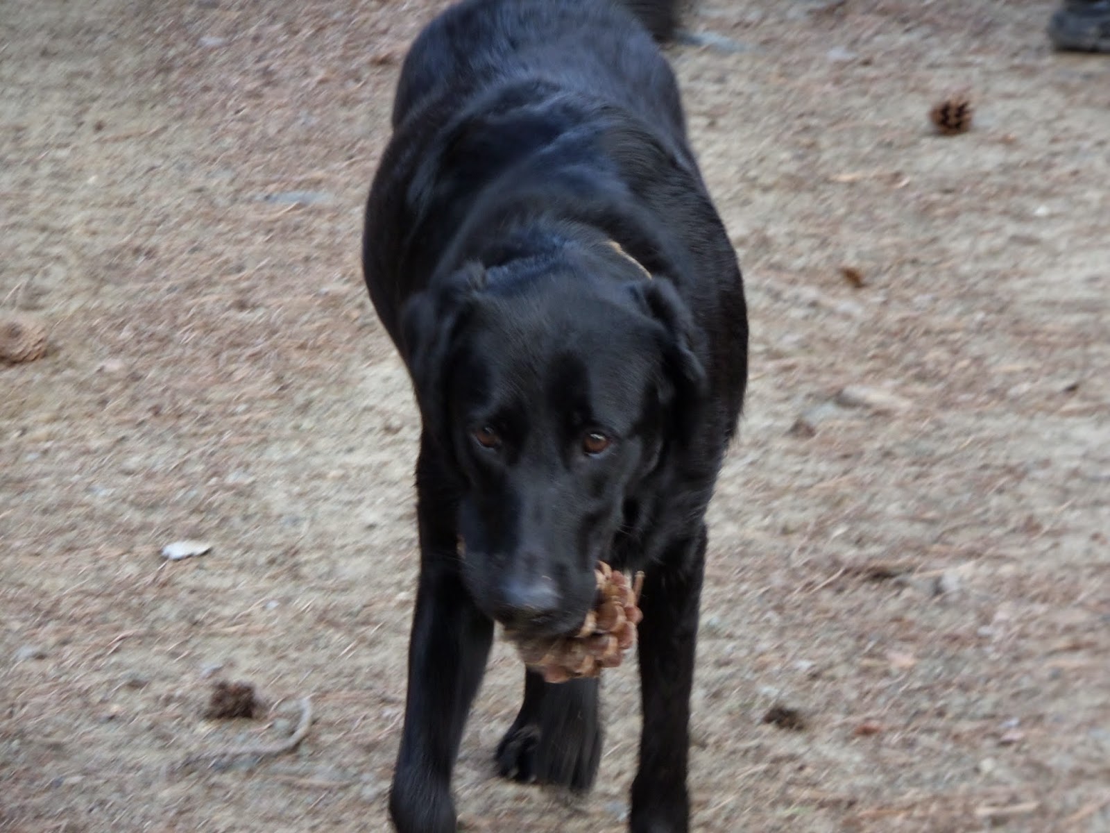 Travel Cyprus With Your Dog Hike the Caledonia Trailwith your dog