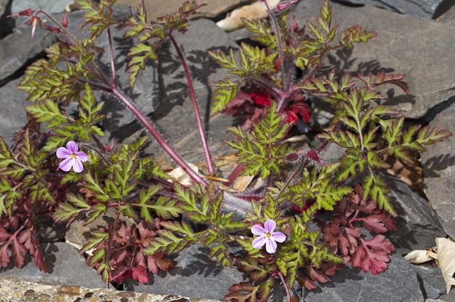 Herb Robert, Geranium robertianum, on my street in Hayes, 12 May 2013. Herb Robert, Geranium robertianum, on my street in Hayes, 12 May 2013.