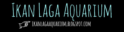 Ikan Laga Aquarium