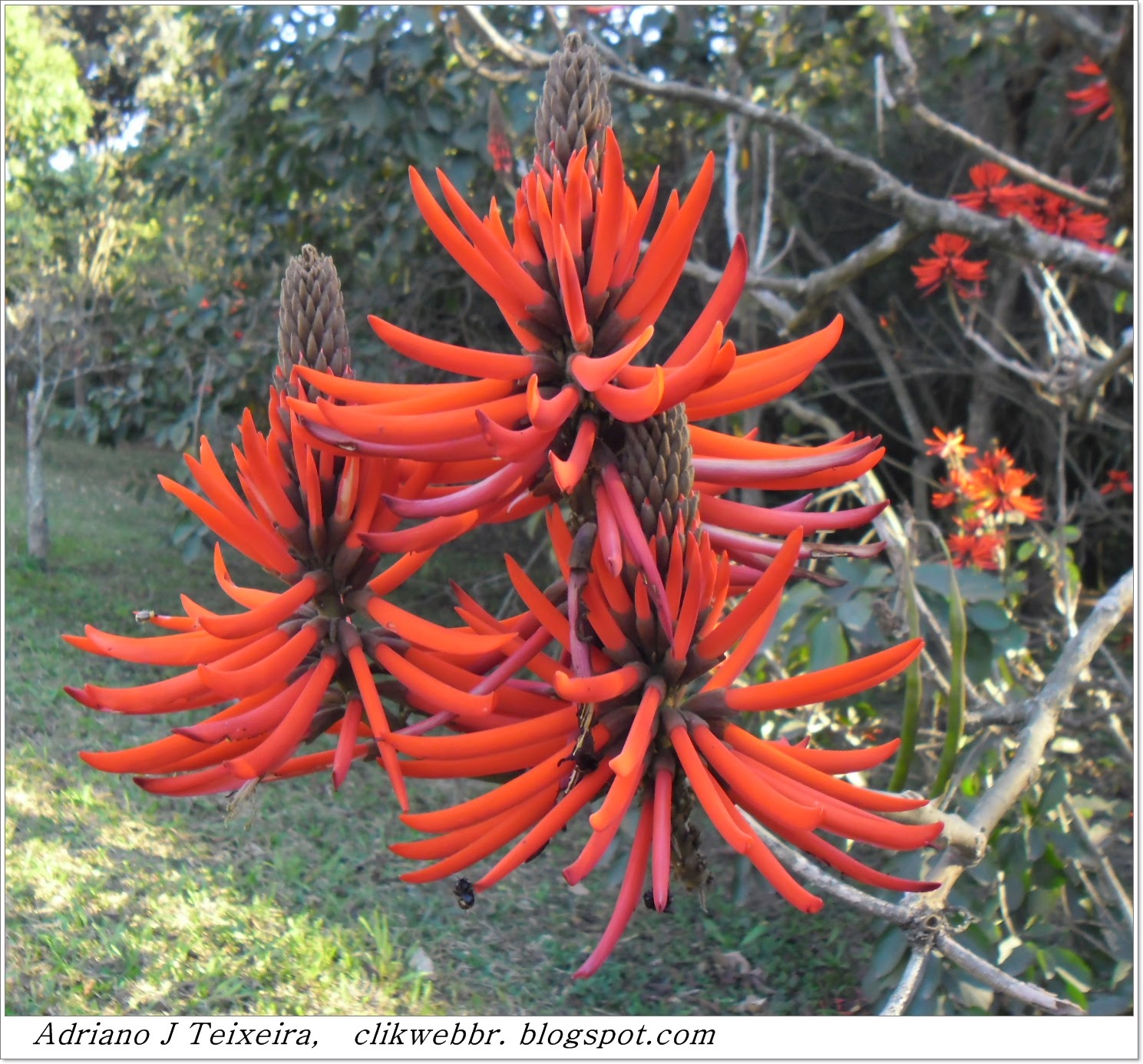 PLANTAS ORNAMENTAIS BRASILEIRAS E EXÓTICAS  - Flores Brasileiras Imagens