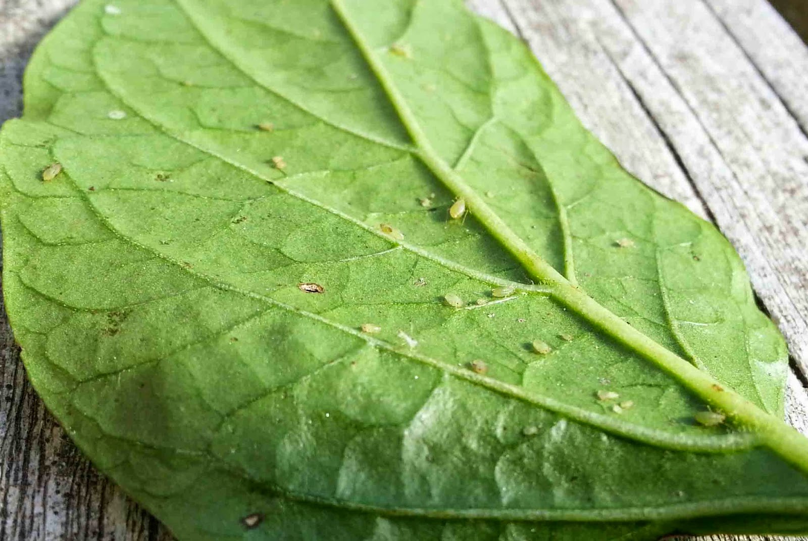 The Gardening Me Harvest Monday November 3, 2014