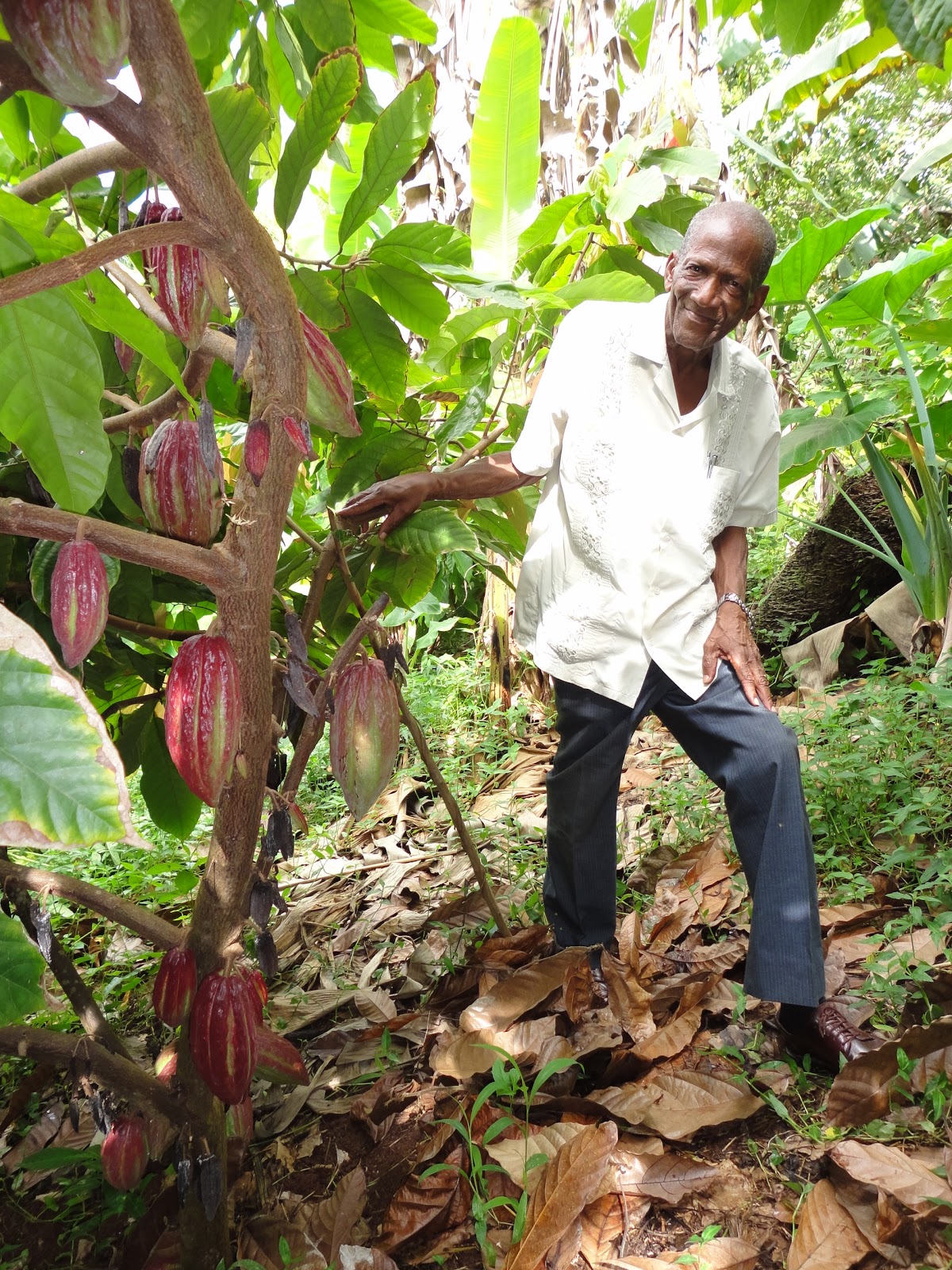 Cocoa Farming Future Initiative Grenada Vacation for a Change
