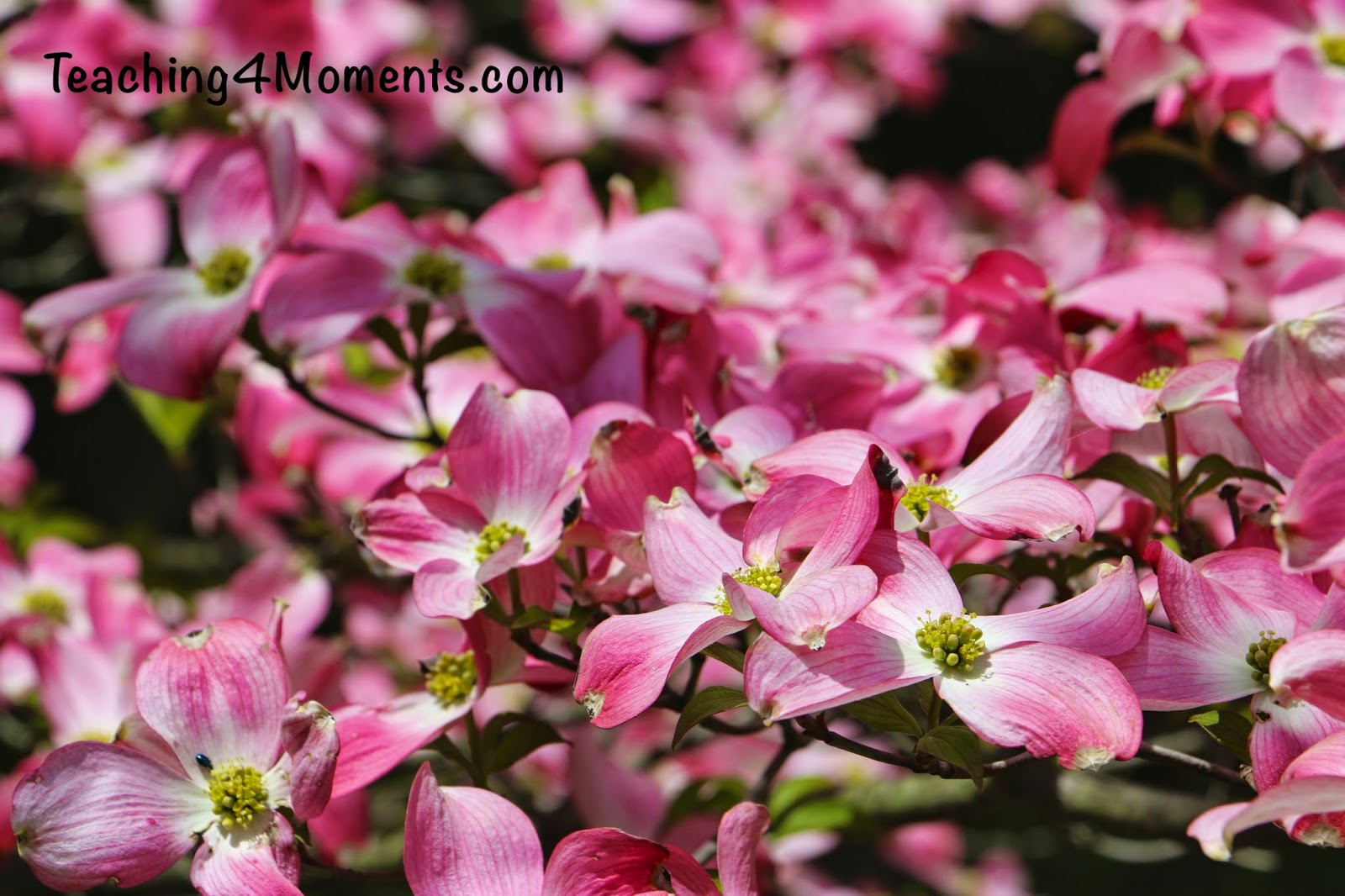 Teaching 4 Moments-Pink Flowering Dogwood