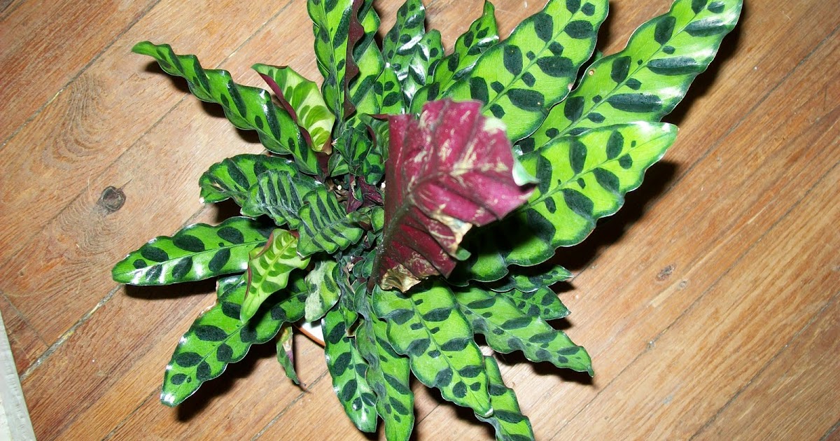 Ducky's little rainbow flower pot Rattlesnake Plant