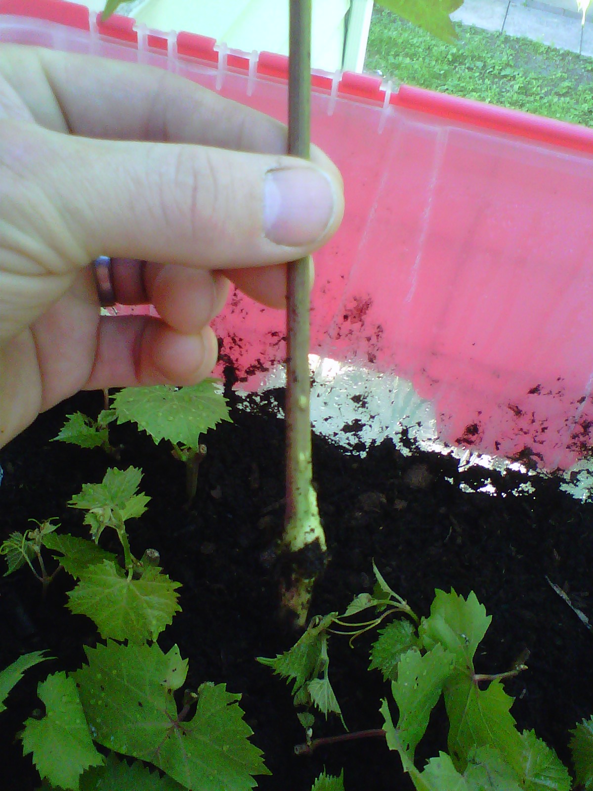 Northern Grapes Grapevine propagation green cuttings.