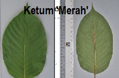 Gambar daun ketum