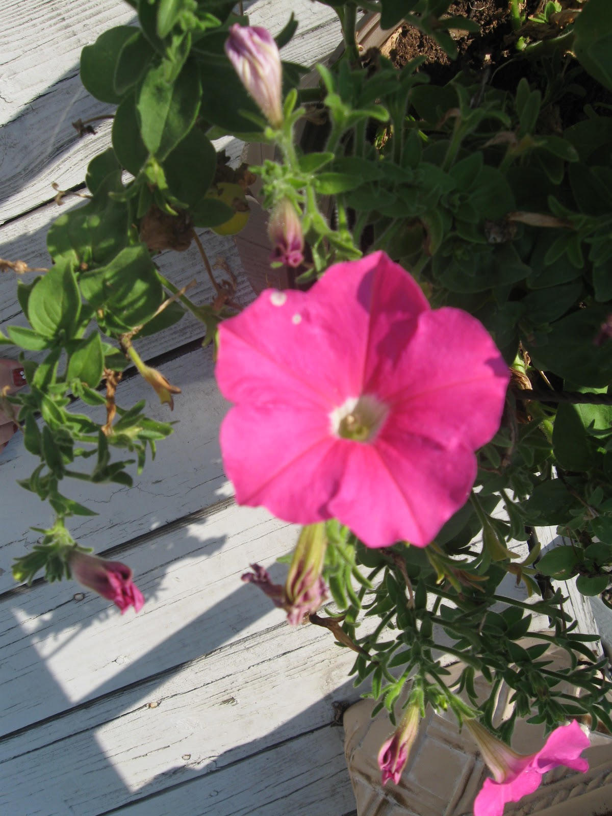 Petunia Nickelodeon