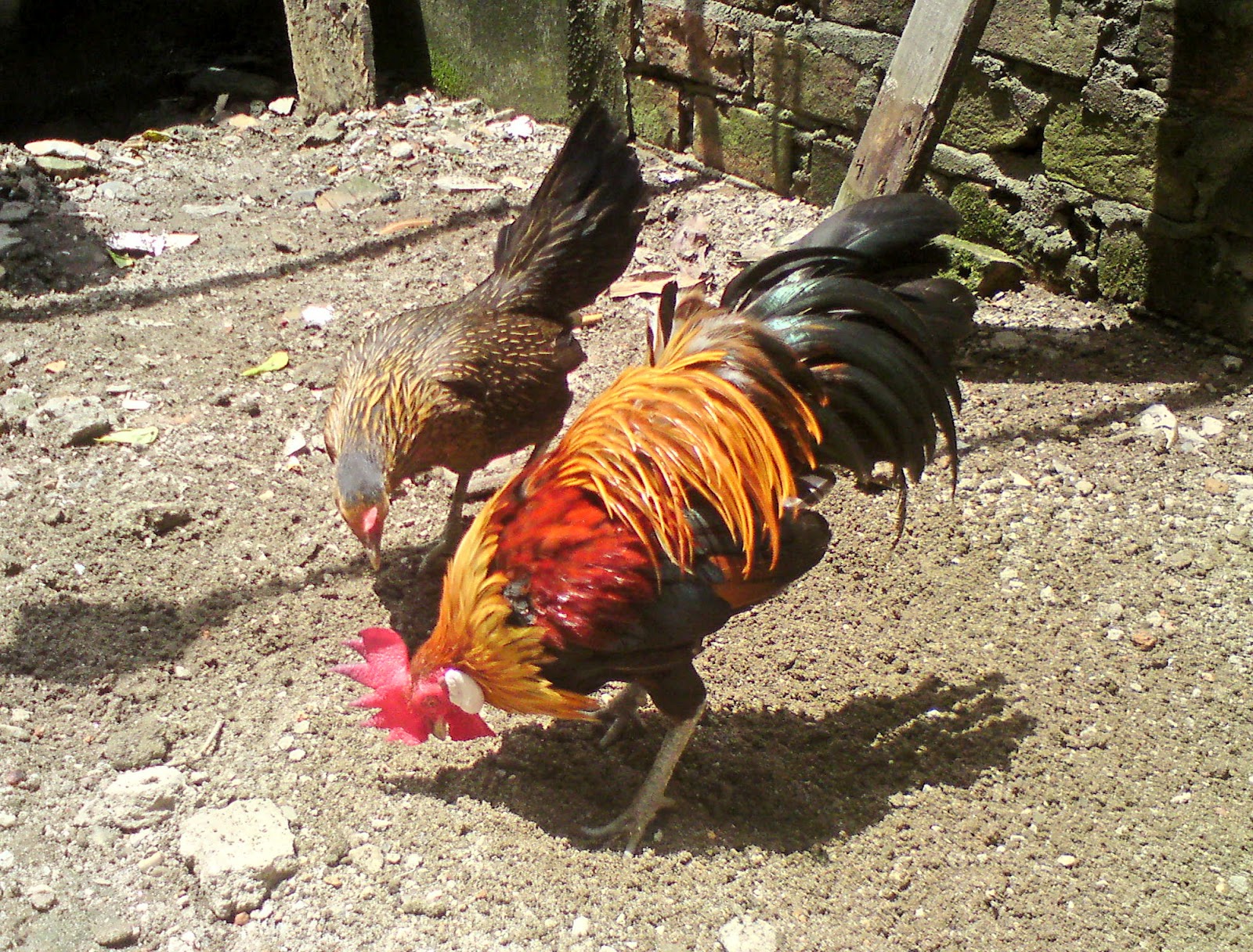 AYAM BRUGO KETURUNAN AYAM HUTAN MERAH SUMATERA: AYAM HIAS
