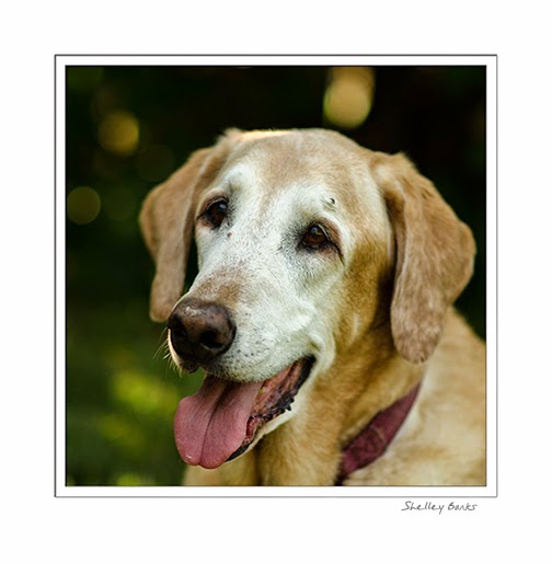 Ginger. Copyright Shelley Banks, all rights reserved.