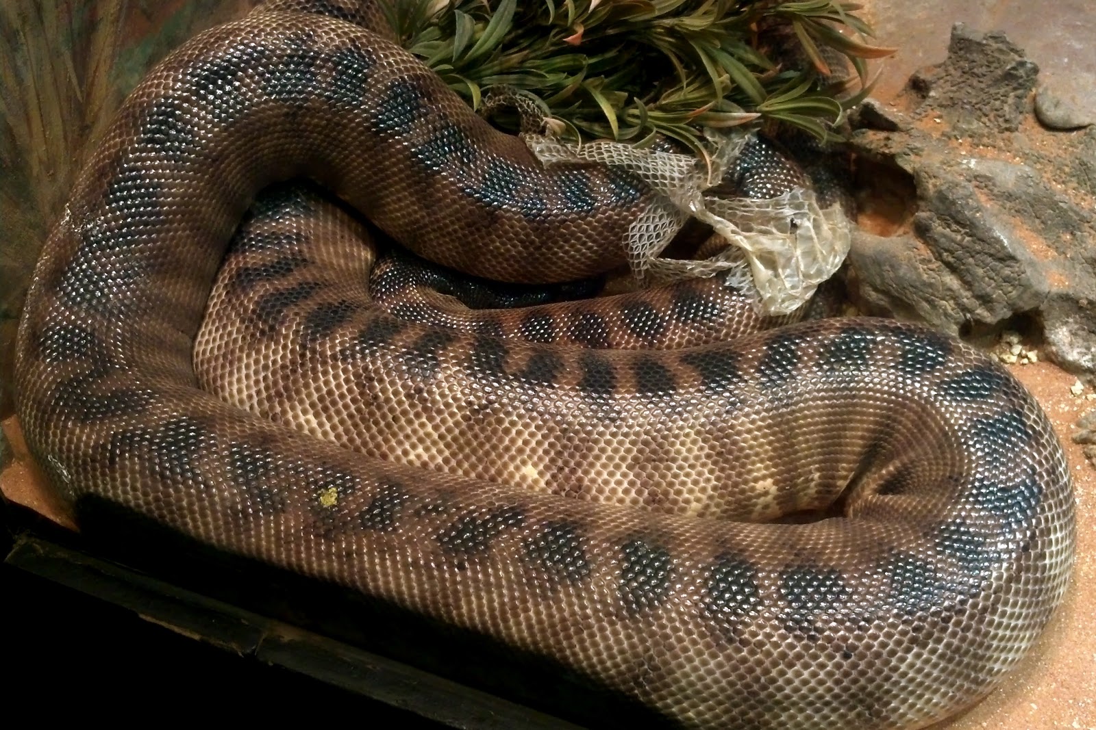 Snakes Under House