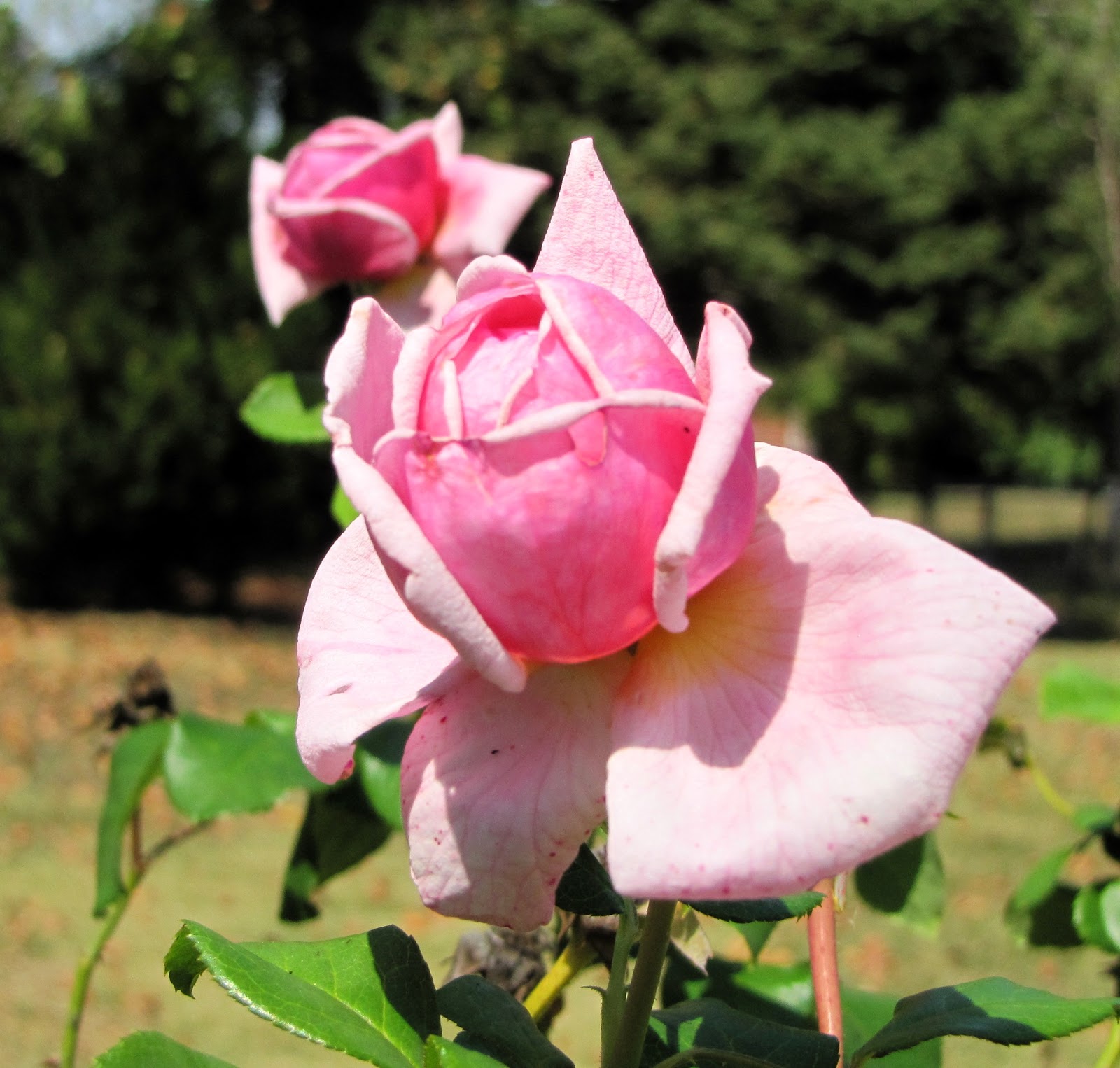 nike air force 1 low sage beige