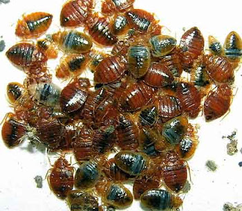 Bed Bug Infestation