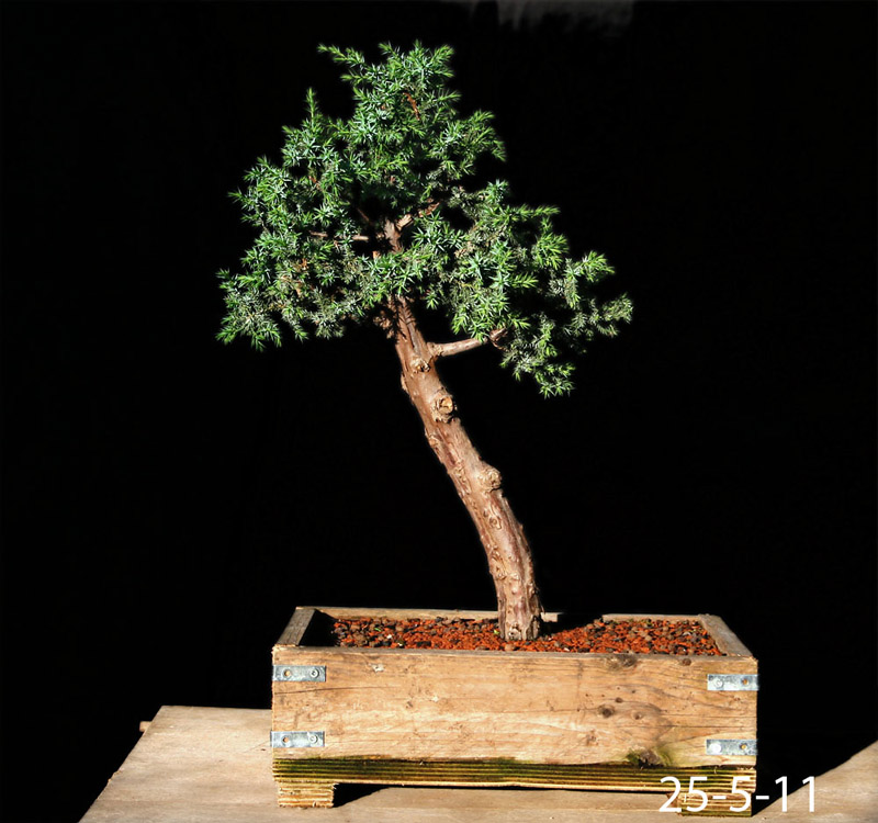 Geo.K bonsai blog Juniperus chinensis stricta