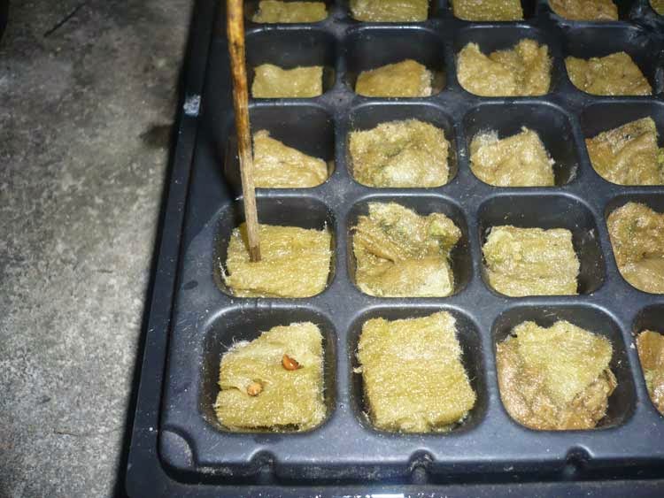 hidroponik ketapang - Lubangi Rockwool