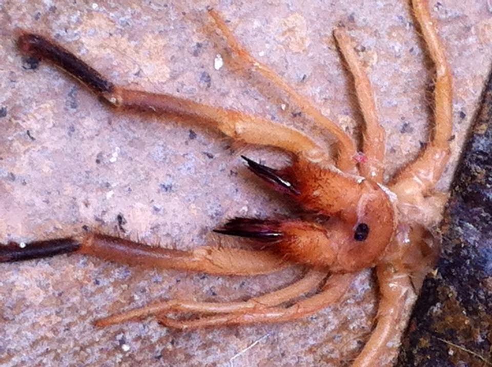 Insecto Vinagrón