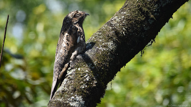 Common Potoo Nyctibius griseus cornutus Mãe-da-Lua Nictibio urutaú Nictibio urutaú