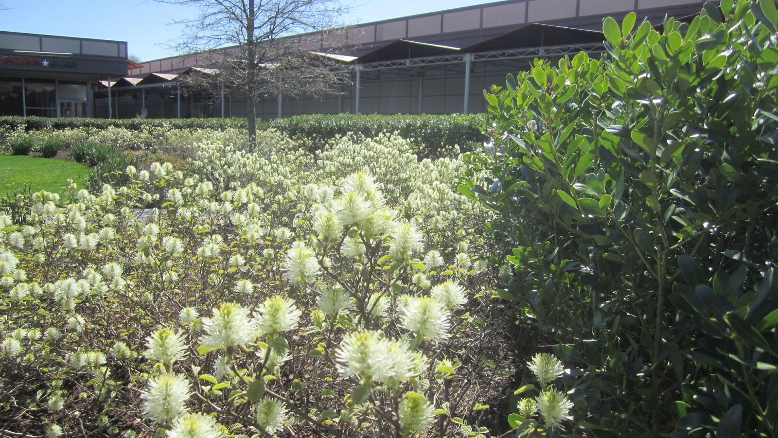 Washingtongardener Native Spotlight Fothergilla