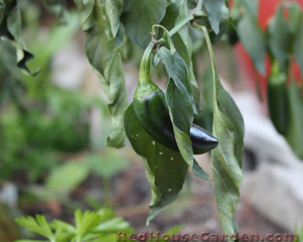 Red House Garden November 2012