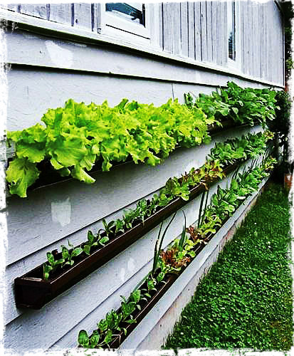 Simple Country Living.: Ingenious Thrifty Planters