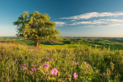 Lone Tree in the Palouse